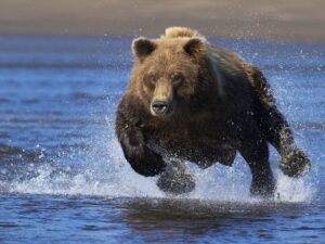 Бегущий медведь фото